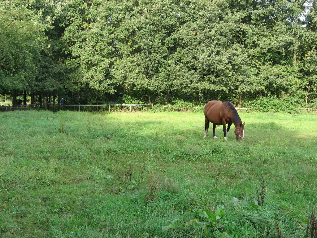 Bed and Breakfast Rustpunt Groote Heide Heeze Exterior foto
